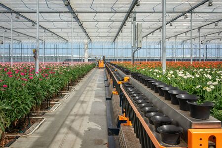 Nootdorp, The Netherlands, April 7, 2019:  Rows of flower holders are ready to be filled with flowering gerberas in a huge greenhouse in the Netherlandsのeditorial素材