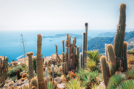 The beautiful botanical garden with exotic plants like cacti and yuccas in the village of Eze in...