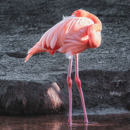 Pink sleeping flamingo in the rainforest in the covered park the OrchideeÃ«n Hoeve in The Netherlandsの写真素材