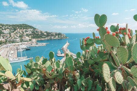 Large cactus plant with in the background the pier with lighthouse in the nice harbor seen from the hill Colline du ChÃ¢teau in Nice in Franceの写真素材