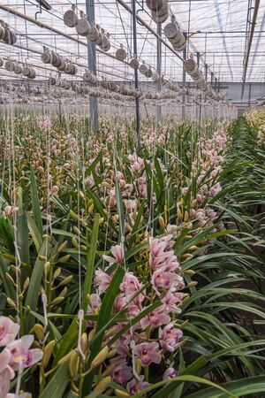Growing pink orchids in a huge greenhouse in The Netherlandsの写真素材