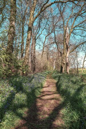 Beautiful blue wild hyacinths along the footpath in a forest somewhere in the Netherlandsの写真素材