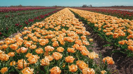 Field with colorful tulips behind the dunes of the province of Noord-Holland in the Netherlandsの写真素材