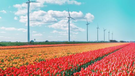 Windmills along the flower bulb fields in the head of Noord-Holland in the Netherlands.の写真素材
