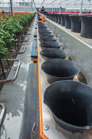 Nootdorp, The Netherlands, April 7, 2019:  Rows of flower holders are ready to be filled with flowering gerberas in a huge greenhouseのeditorial素材