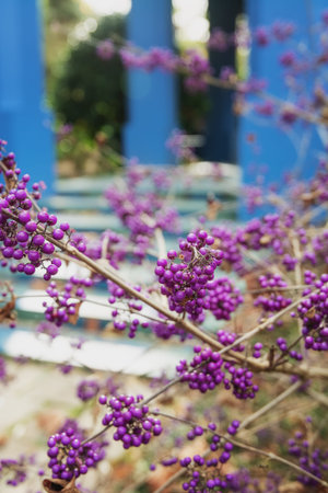 The Callicarpa bodinieri with decorative purple berries in tight clusters in autumn in The...
