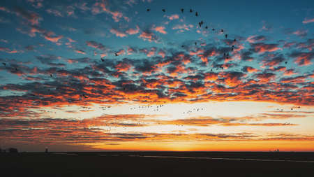 Flocks of geese above the island of Marken with the lighthouse Het Paard van Marken in the background during sunrise in The Netherlandsの写真素材