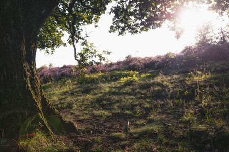 The heather fields in the Veluwe National Park during sunset in The Netherlands