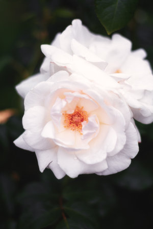 Blooming white roses in a garden somewhere in the Netherlandsの写真素材