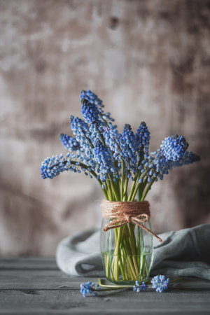 Blossoming muscari in a vase as a symbol for the beginning of spring in The Netherlands