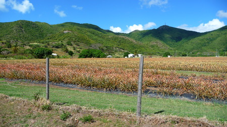 pineapple fieldsの写真素材