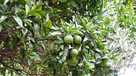 lime treeの写真素材