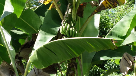 Banana treesの写真素材