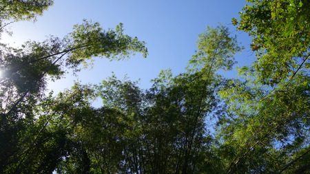 Bamboo treesの写真素材