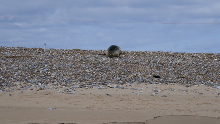 Norfolk Sealの写真素材