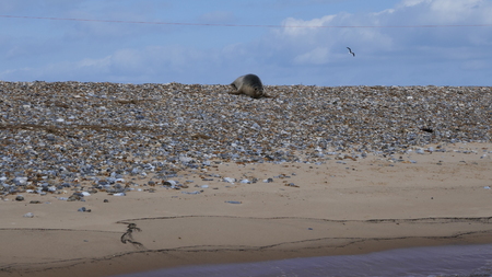 Norfolk Sealの写真素材
