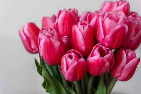 A bunch of pink tulips on a light background. Close-up. A delicate bouquet for the holiday. Spring abundance.の写真素材