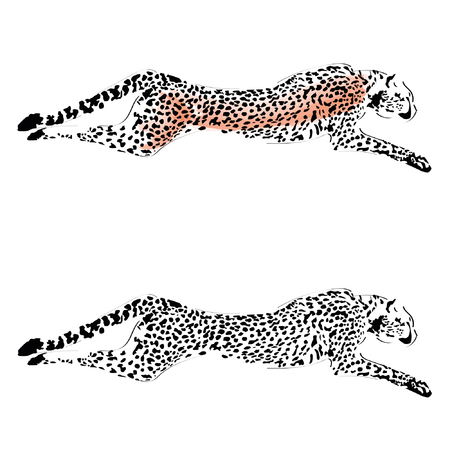 Cheetahのイラスト素材