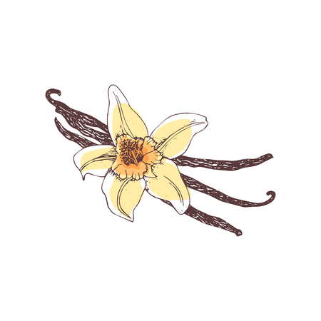 Vanilla. Flower and vanilla pods on white background. Hand-drawn spice ink, color vector illustration.のイラスト素材