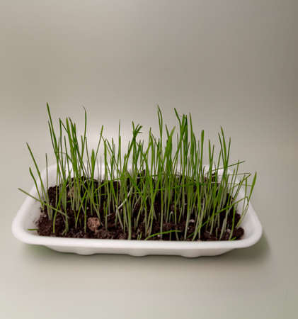 Close-up of grass for cats. Grass for pets. Natural treatment for hairballs, green juicy grass for cats, sprouted oats is good for cats, grass seedlings. Natural treatment for hairballsの写真素材