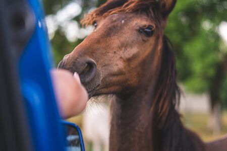 Beautiful brown horse asks for food from tourists in the carの写真素材