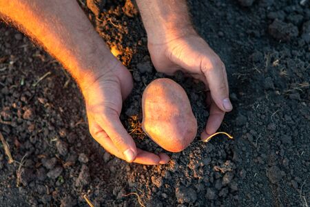 Organic vegetables. Farmers hands with freshly harvested potatoの写真素材