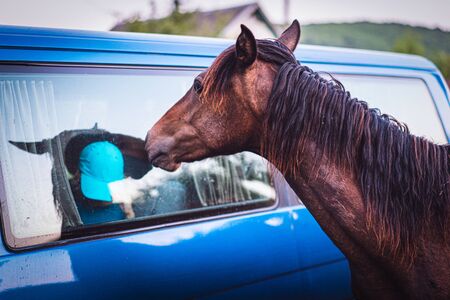 Beautiful brown horse asks for food from tourists in the carの写真素材