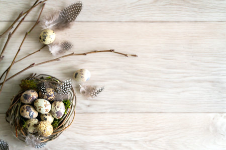 Quail easter Eggs and feather in bird nest on rustic wooden background with copy space. Spring,...