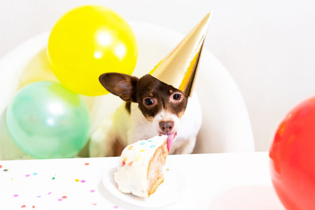 Cute small funny dog in party hat with a birthday cake eating birthday cake celebrating his...