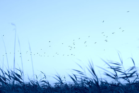 Beautiful evening landscape, sunset, a flock of birds flying over meadow grass.の写真素材