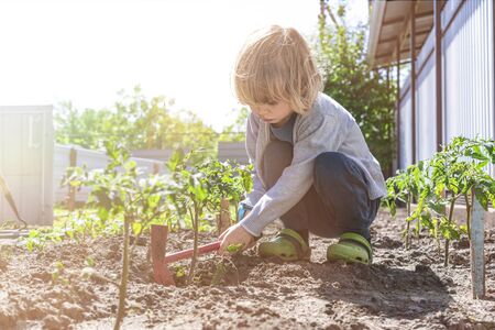 Happy cute little child boy helping parents to grow seedlings of tomatoes in vegetable garden and having fun. Activities with children outdoors. Funny little gardener. Spring or summer concept, nature and care.の写真素材