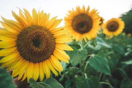 Sunflower blossom on sunflower field. Ecology, organic farming, gardening nature concept.の写真素材