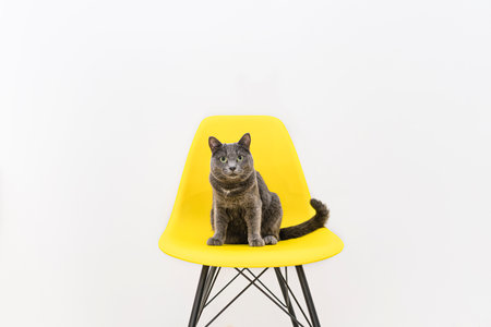 Funny grey home cat with big green eyes sits on a yellow chair indoor.の写真素材