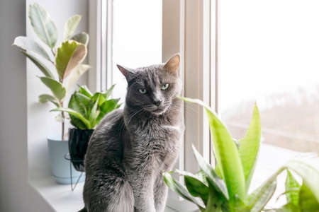 A cute grey domestic cat is resting on a windowsill surrounded by green plants. Fluffy pet looks out the window in daylight. Veterinary concept.の写真素材