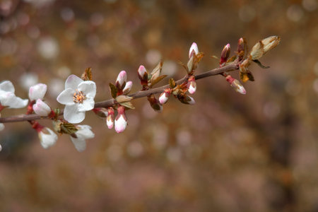 Branch with white flowers and buds. Blooming time in spring season. Macro.の写真素材