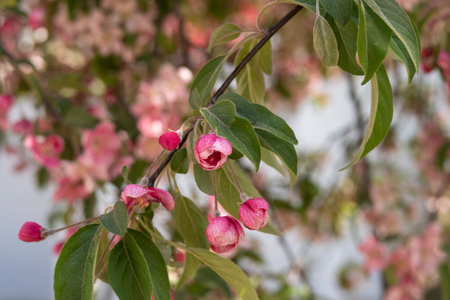 Blooming branch with pnk flowers. background image.