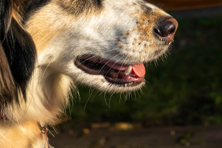Cropped white dog face with tongue outの写真素材