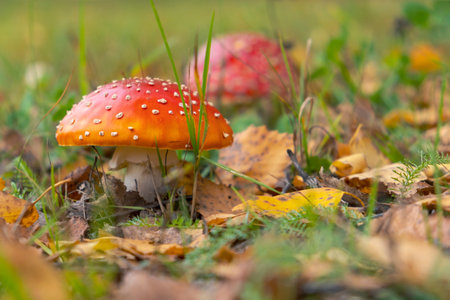 Autumn scene with red fly agaric and leaves. selective focus