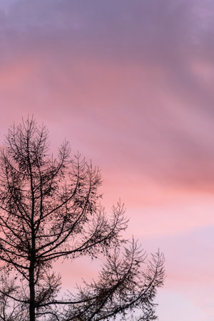 Bare tree silhouette against sunset sky. Larch tree fragment. selective focusの写真素材