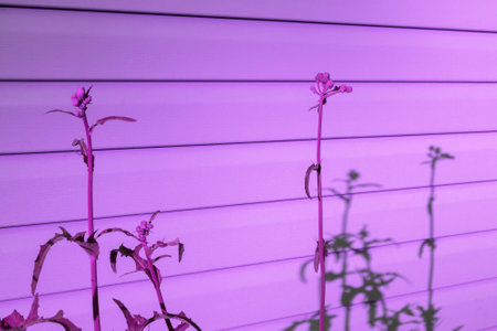 Weed plants with shadow at building wall highlighted with pink lightの写真素材