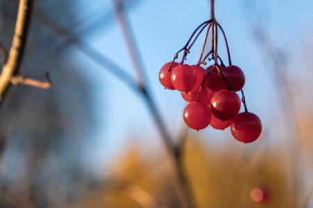 Viburnum bunch with red berries in autumn season. selective focus. macro photography. Copy space for textの写真素材