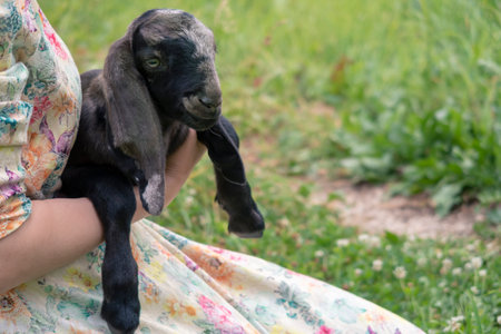 Nubian goat in human hands outdoors. Moon spotted 5 days old baby. Looking at camera. Selective focusの写真素材
