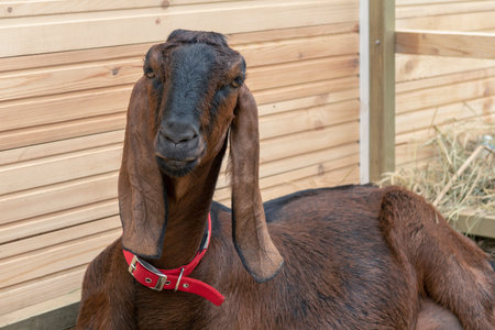 Brown nubian goat with red collar portrait. Looking at camera. Wooden wall and hay in background. Selective focusの写真素材