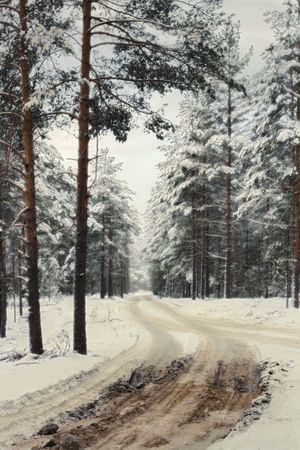 Winter road to a coniferous woodの写真素材