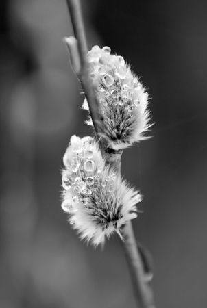 Buds of a willow in the springの写真素材