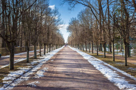View of the spring alley with trees.の写真素材
