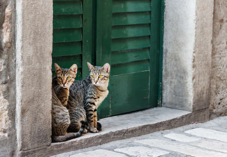 Cat twins in the mediterranian street of Sibenik city. Croatia.の写真素材