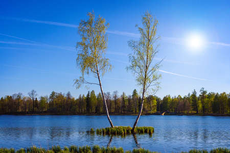 Summer landscape with lake and two birch. Backgroundの写真素材