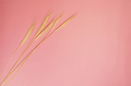 autumn, background, beautiful, bloom, blooming, blossom, botany, bouquet, bright, bunch, business, center, chrysanthemum, close up, closeup, color, colorful, daisy flowers, decoration, flora, floral, flower, fresh, garden, gardening, green, growth, isolated, korean, macro, multicolored, natural, nature, orange, outdoor, petal, pink, plant, pot, purple, sale, season, spring, store, summer, white, yellowの写真素材