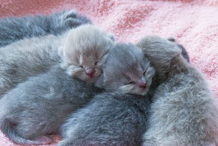 Many newborn gray little kittens lie on a pink coverlet. Close-up. Scottish catの写真素材